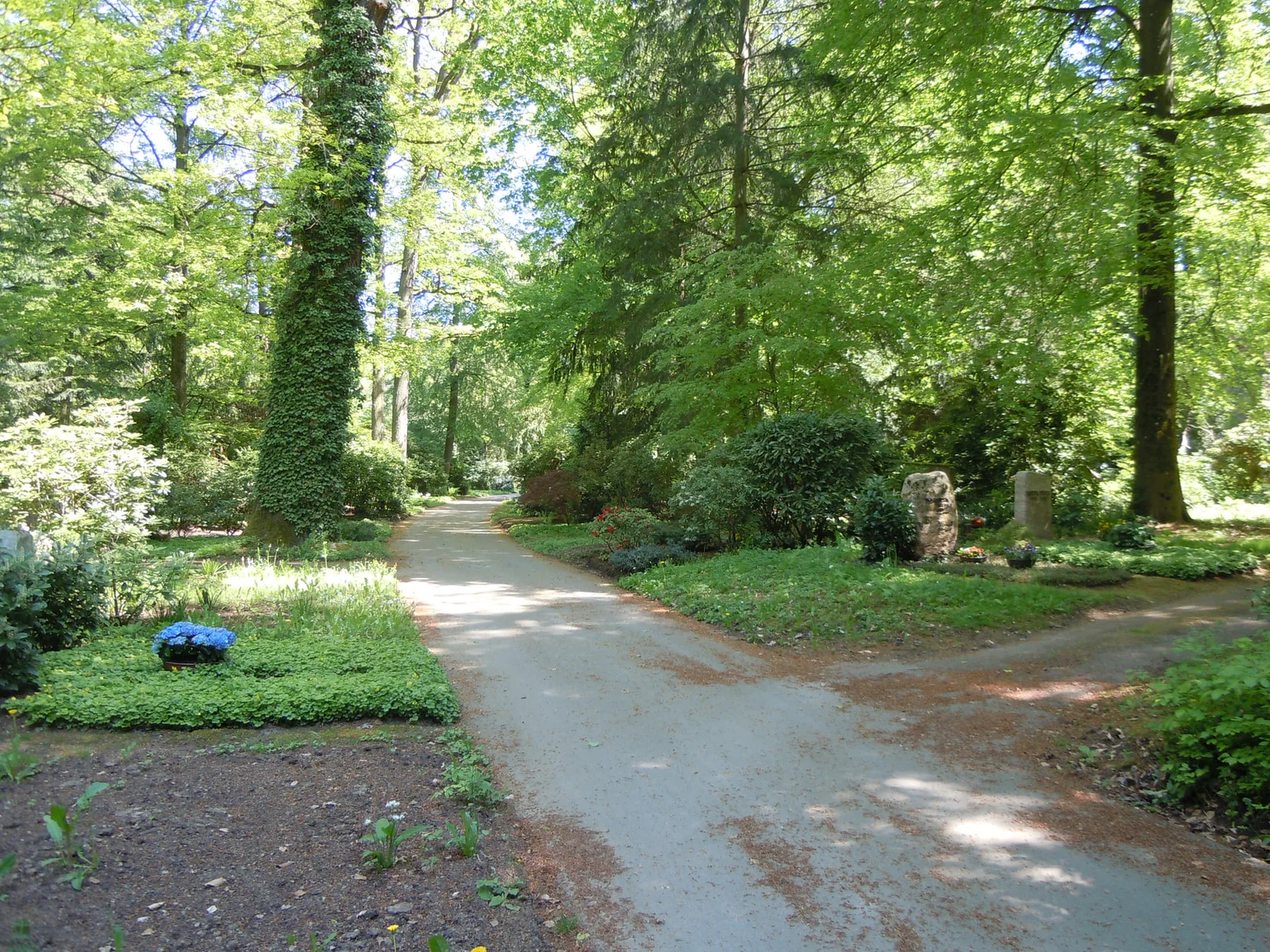 Geschwungener Weg zwischen bepflanzten Gräbern und alten Waldbäumen auf Waldfriedhof Stuttgart
